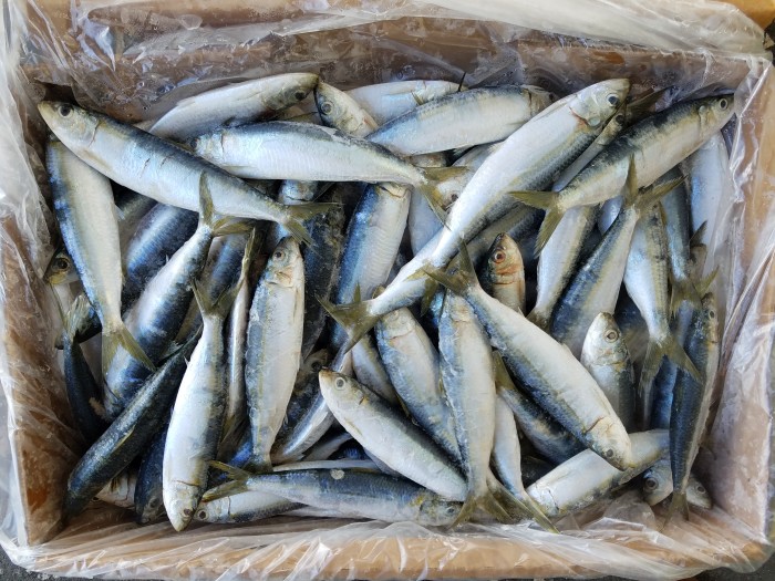 Fresh Sardines For Sale