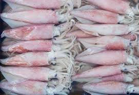 Buy Squid Whole Loliga