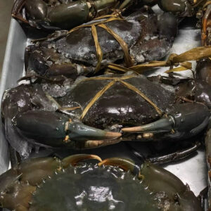 Live Mud Crab for Sale