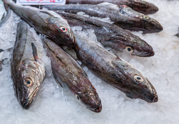 Buy Whole Fresh Hake