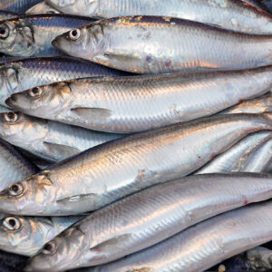 Thread herring for sale