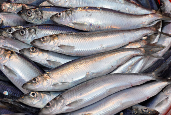 Thread herring for sale