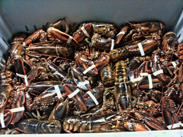Lobster Wholesale