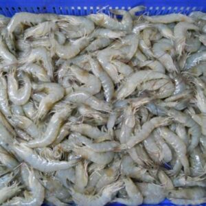 Frozen Vannamei Prawns for Sale