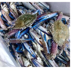 Buy Blue Swimming Crab