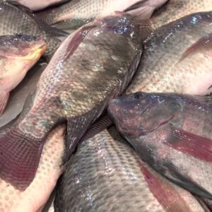 Tilapia For Sale