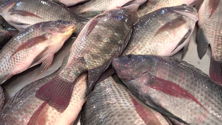 Tilapia For Sale