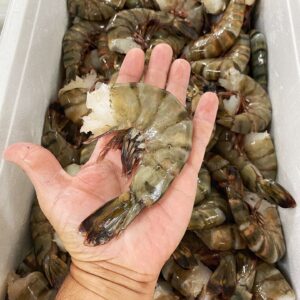 Whole Black Tiger Prawns For Sale