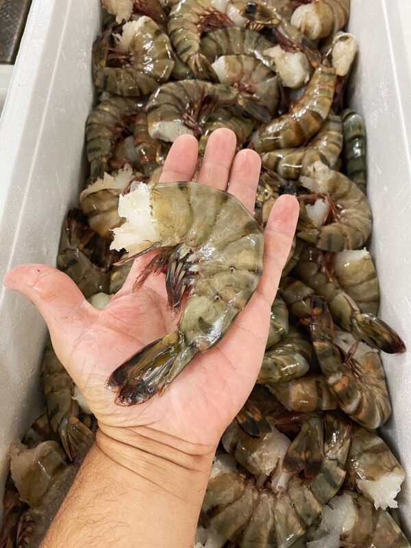 Whole Black Tiger Prawns For Sale