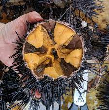 Sea Urchin For Sale