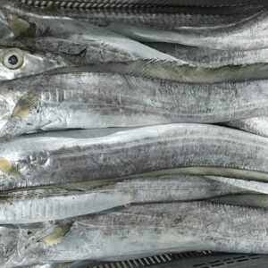 Ribbon Fish For Sale
