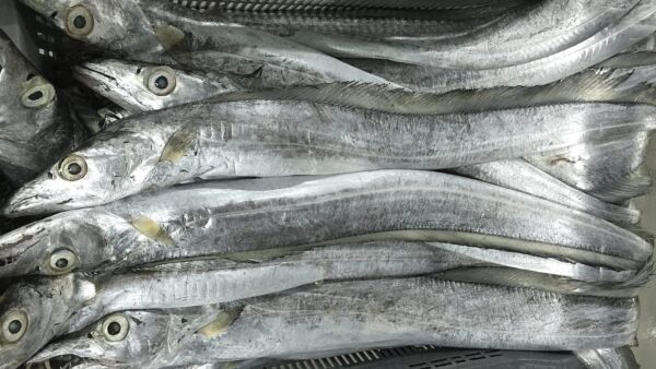Ribbon Fish For Sale