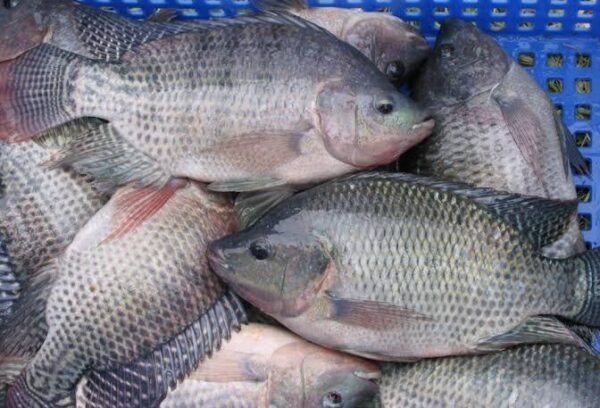 Tilapia For Sale