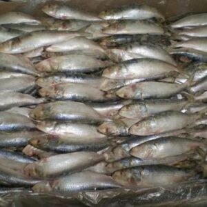 Fresh Sardines For Sale